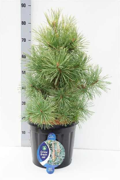 Pinus sylvestris &