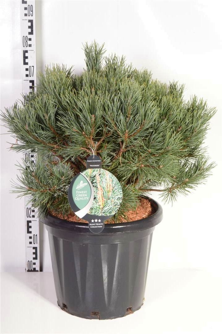 Pinus sylvestris &