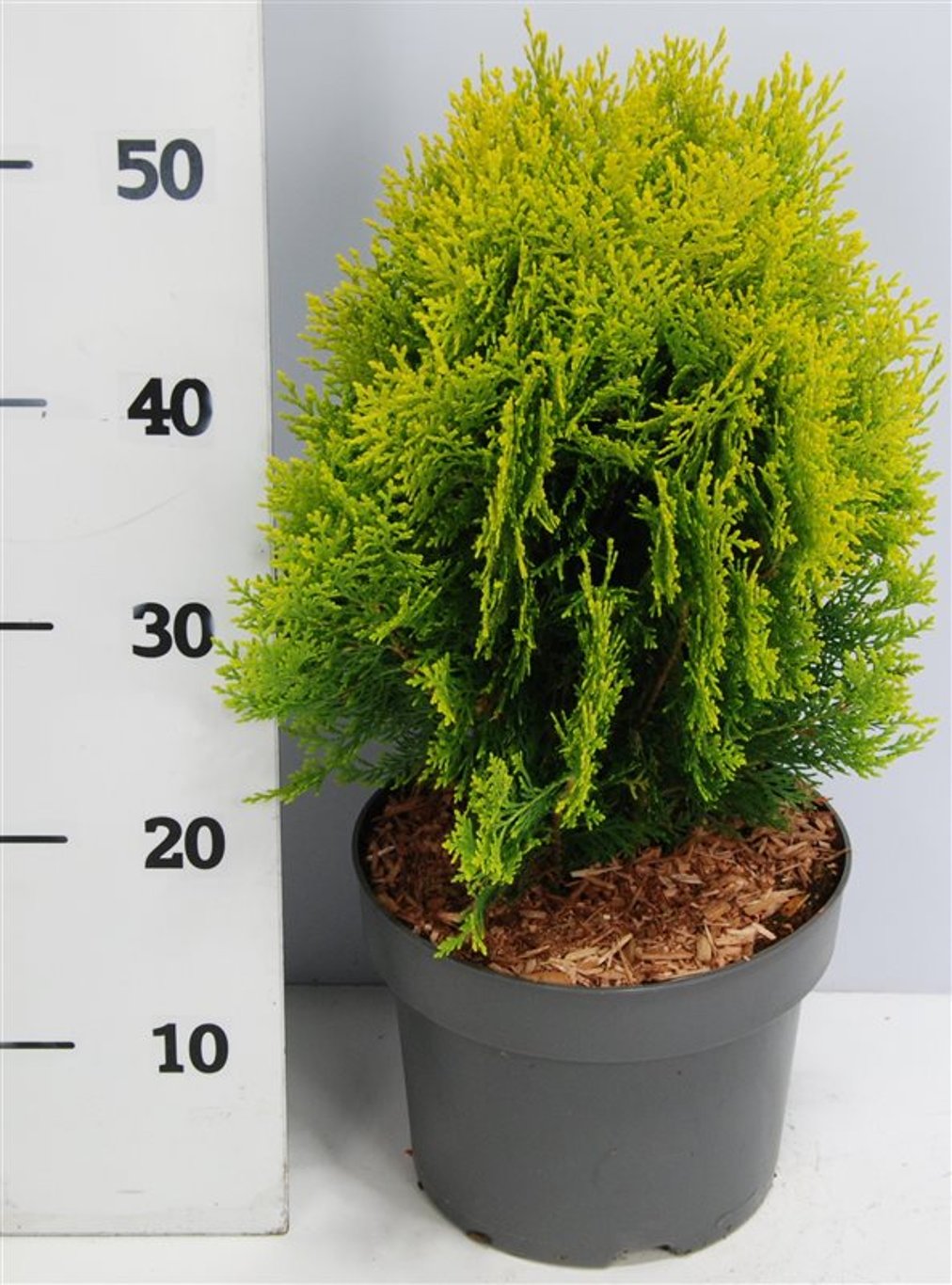 Platycladus or. &