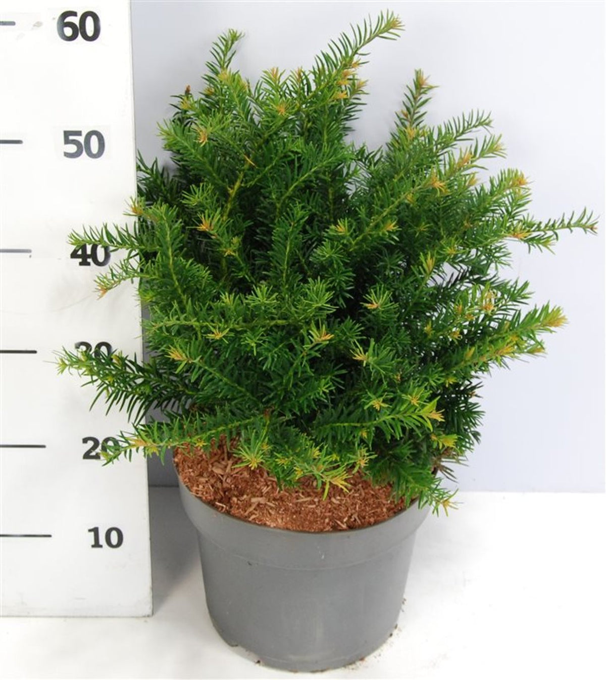 Taxus baccata &