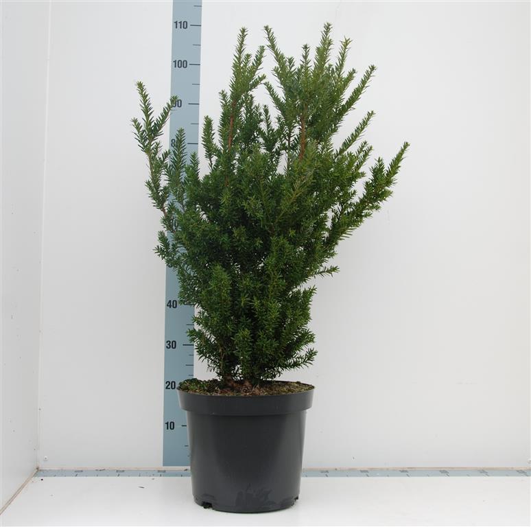 Taxus media &
