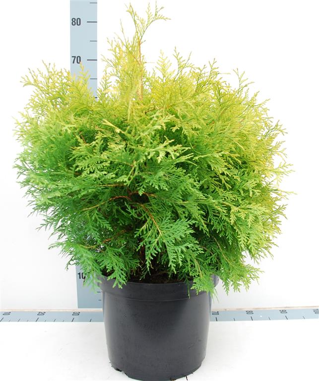 Thuja occidentalis &