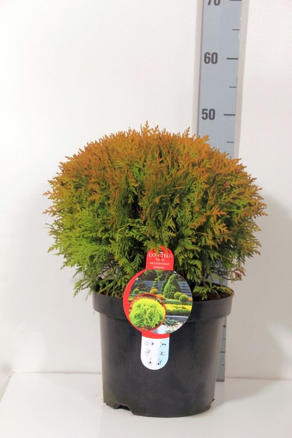 Thuja occidentalis &