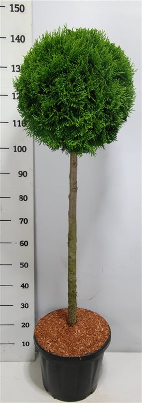 Thuja occidentalis &