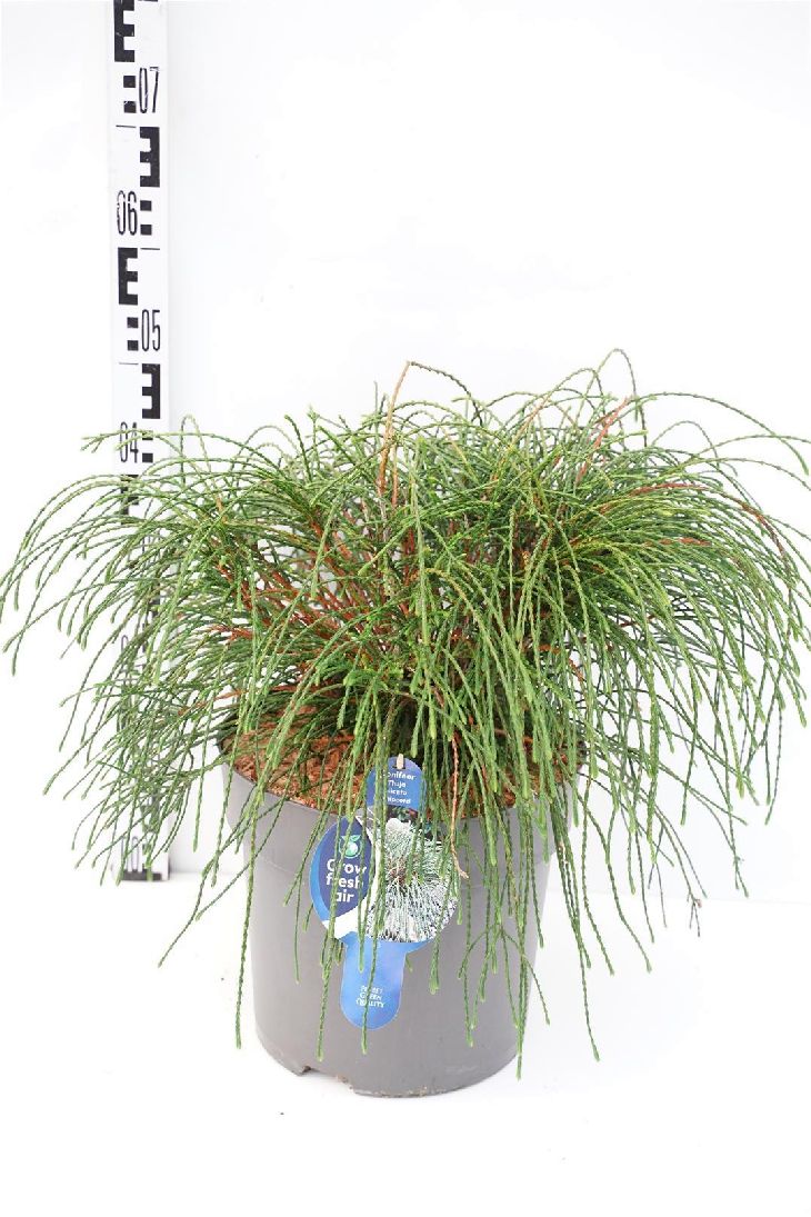 Thuja plicata &