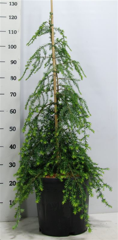 Tsuga canadensis &