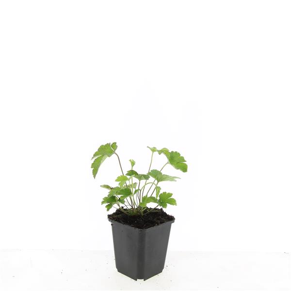 Anemone tomentosa &