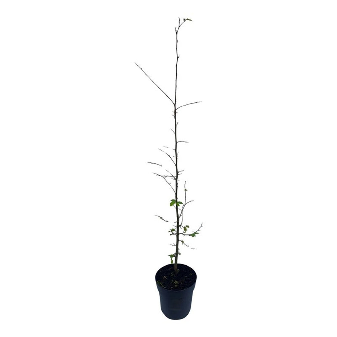 Carpinus betulus (Avenbok) 60-80 cm C2,5 (2,5 liters kruka)