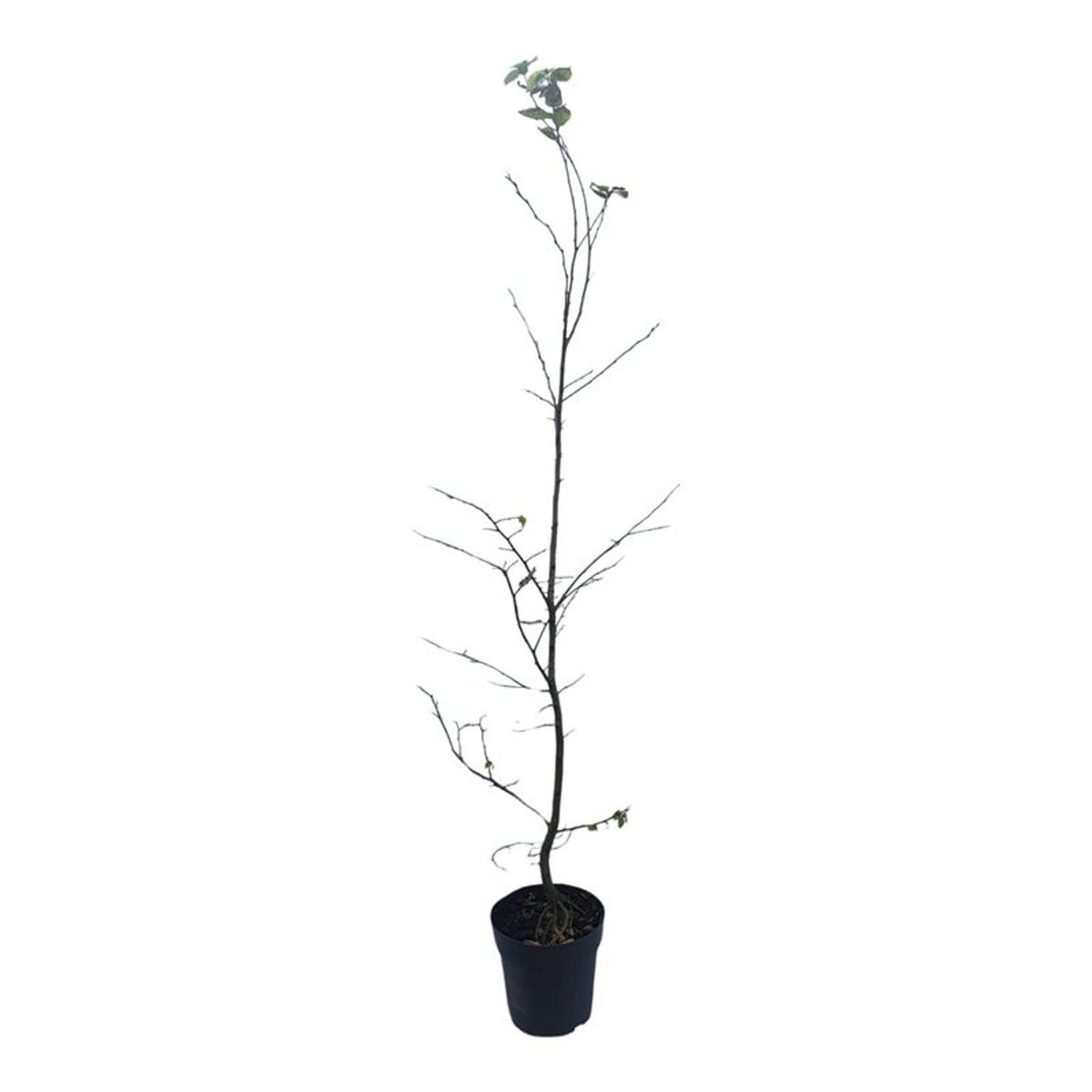 Carpinus betulus (Avenbok) 100-125 cm, C4 (4 liters kruka) / 21 cm kruka