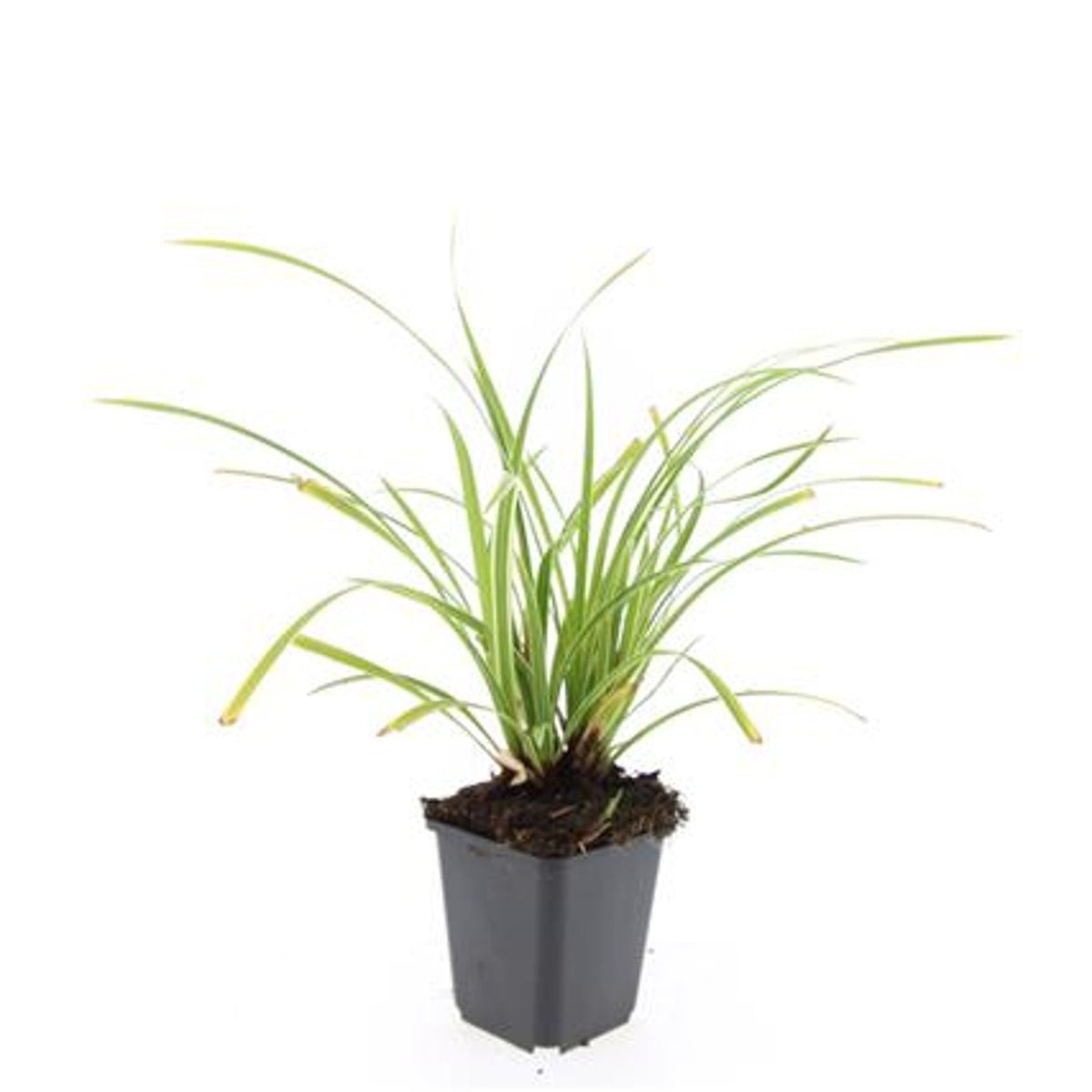 Carex morr. &