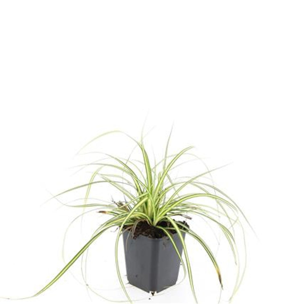 Carex oshimensis &