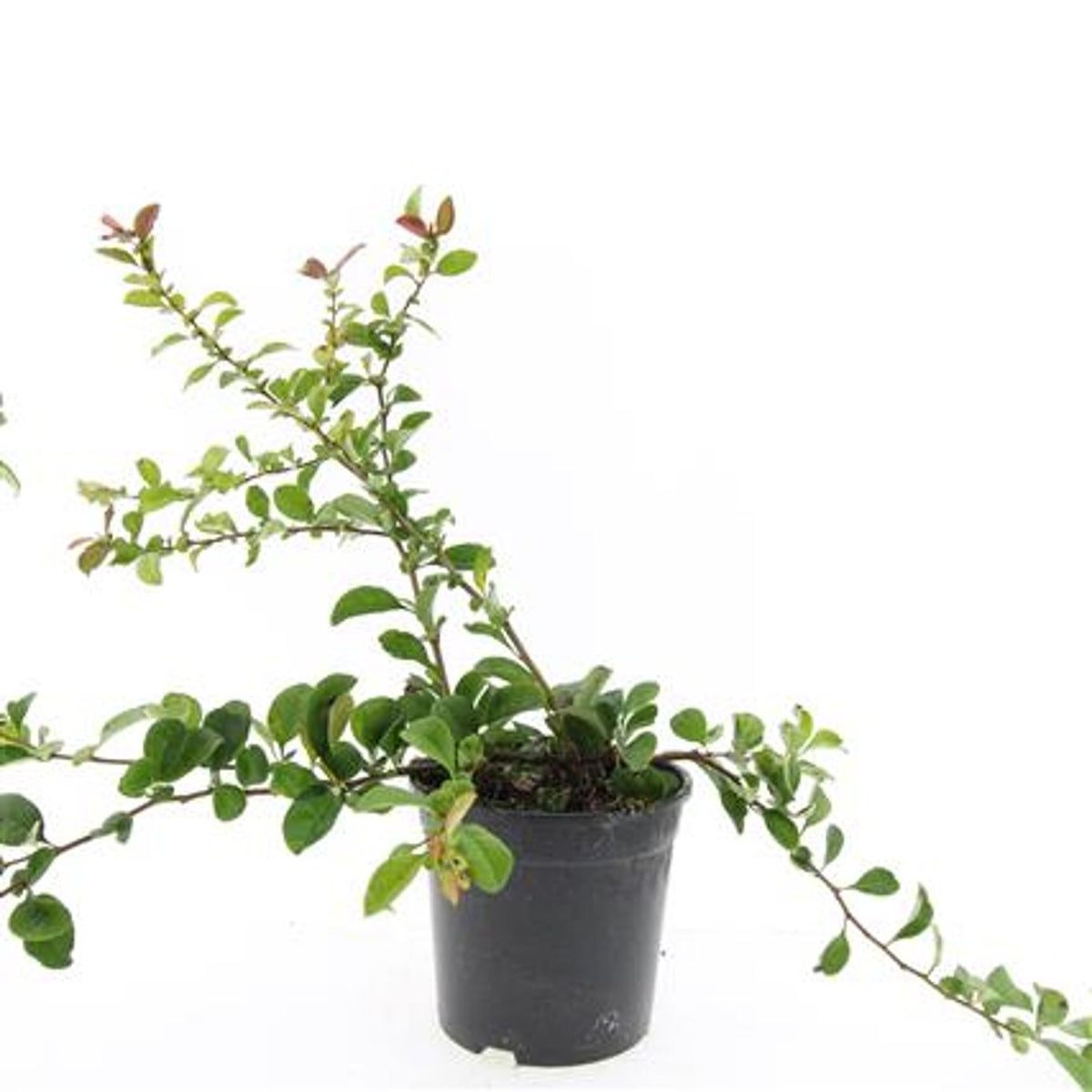 Chaenomeles superba &
