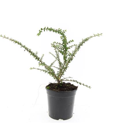 Cotoneaster conspicuus decorus C1,5 (1,5 liters kruka)