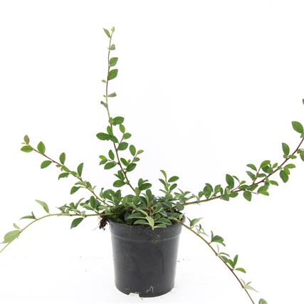 Cotoneaster dammeri C2 (2 liters kruka / 17 cm kruka)