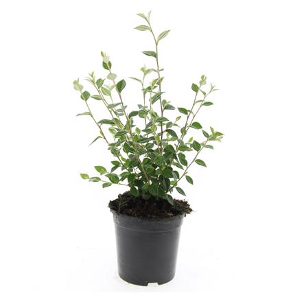 Cotoneaster franchetii C1,5 (1,5 liters kruka)