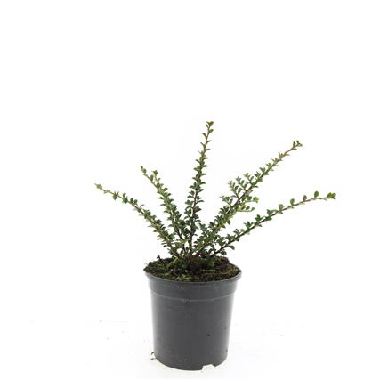 Cotoneaster horizontalis C1,5 (1,5 liters kruka / 15 cm kruka)