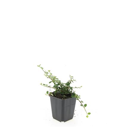 Cotoneaster sal. &