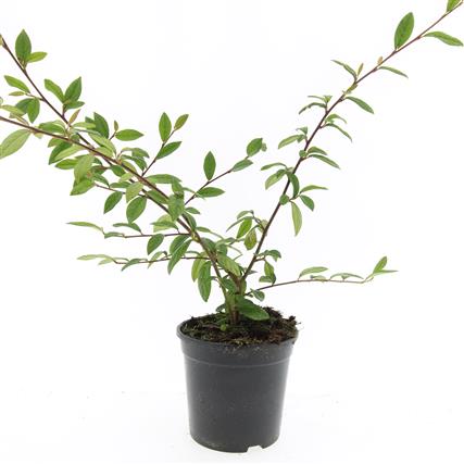 Cotoneaster sal. &