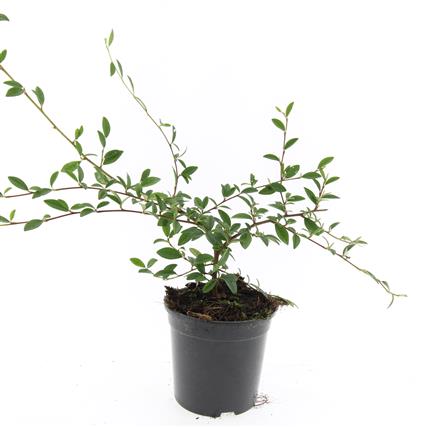 Cotoneaster sal. &