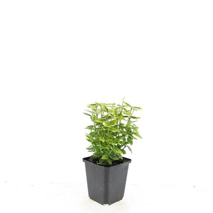 Euonymus fort. &
