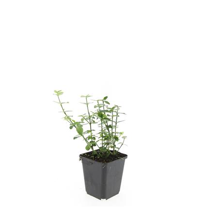 Euonymus fort. radicans 9 cm kruka