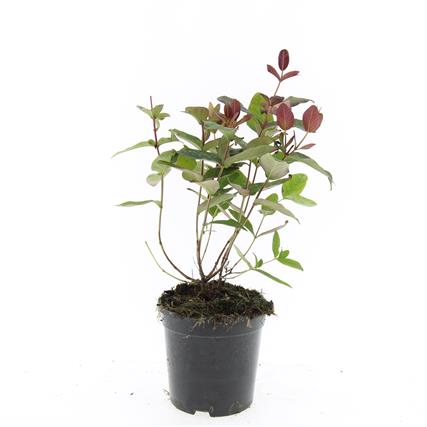 Hypericum androsaemum &