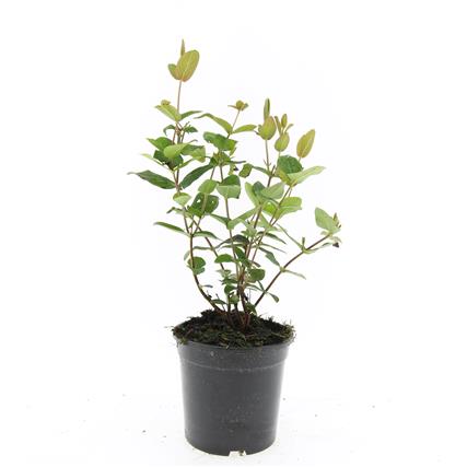 Hypericum androsaemum C2 (2 liters kruka) 30-40 cm