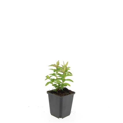 Hypericum calycinum (9 cm kruka)