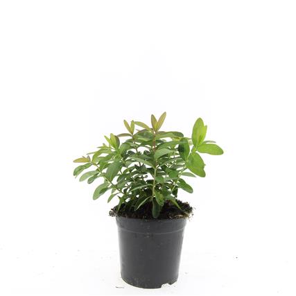 Hypericum calycinum C1,5 (1,5 liters kruka)