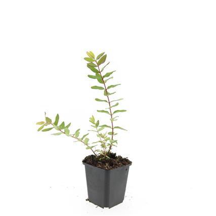 Hypericum dum. &