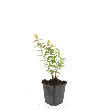 Hypericum &