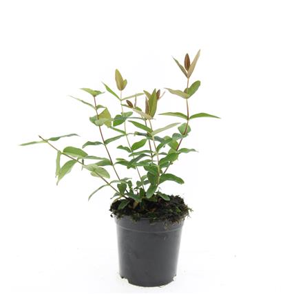 Hypericum inod. &