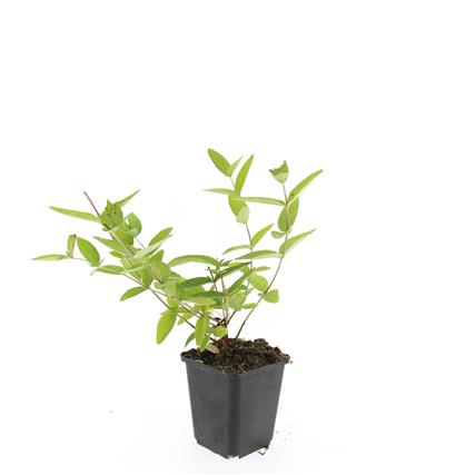 Hypericum inodorum &
