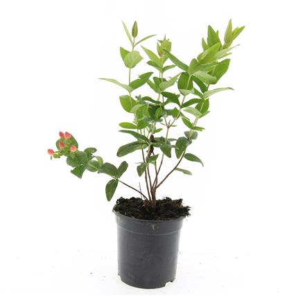 Hypericum inod. &