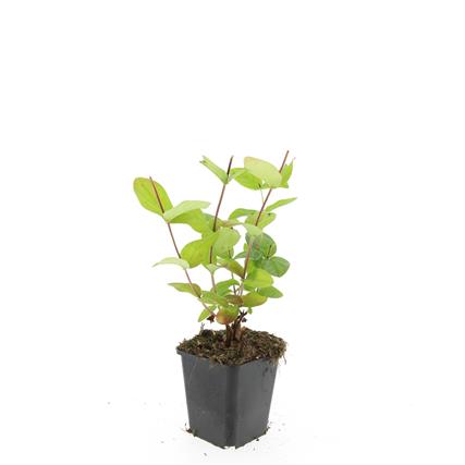 Hypericum inodorum &