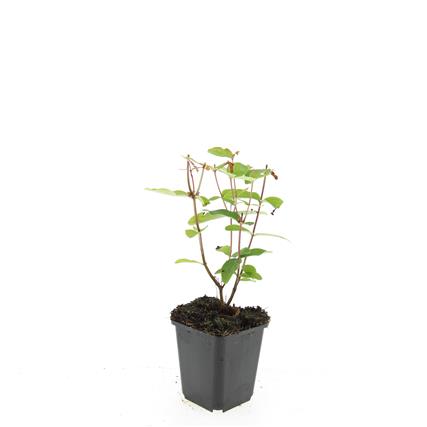Hypericum inodorum 9 cm kruka