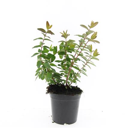 Hypericum kouytchense C1,5 (1,5 liters kruka)