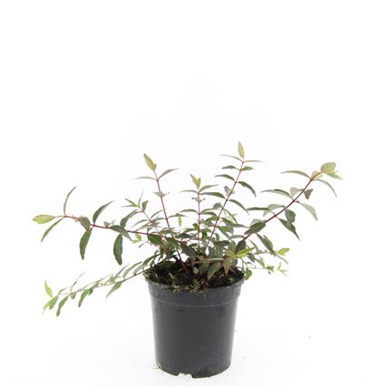 Hypericum moser. &