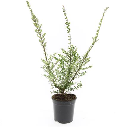 Lonicera nit. &