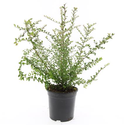 Lonicera nit. &