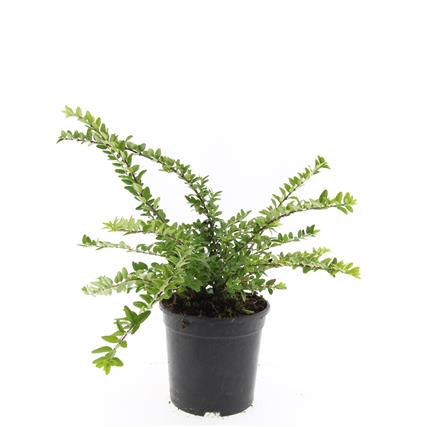 Lonicera nitida &