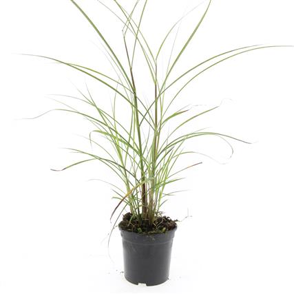 Miscanthus sinensis &