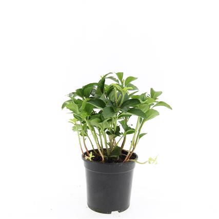 Pachysandra terminalis C1,5 (1,5 liters kruka)
