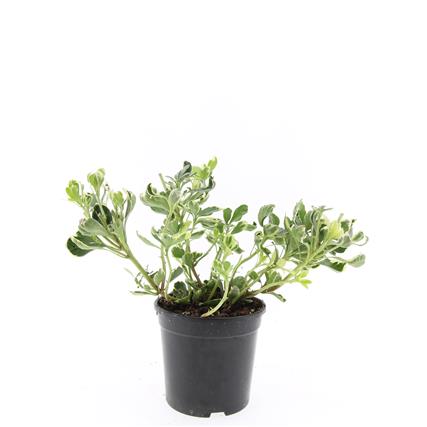 Pachysandra terminalis &