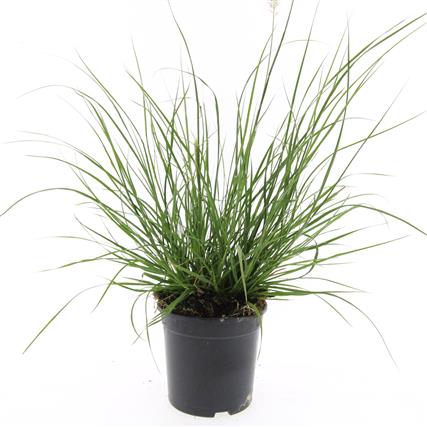 Pennisetum al. &