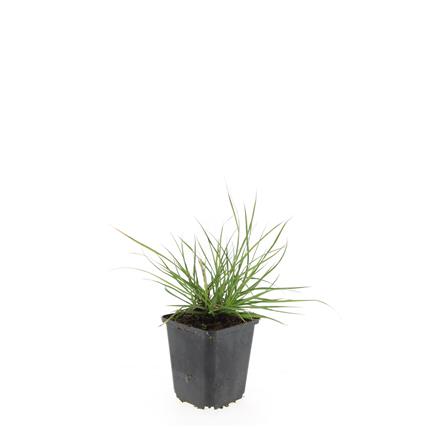 Pennisetum al. &