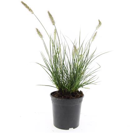Pennisetum al. &