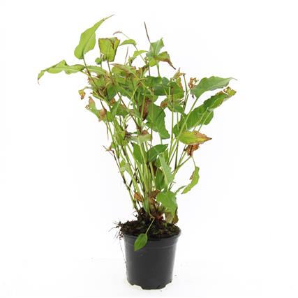 Persicaria amplexicaulis C1,5 (1,5 liters kruka)