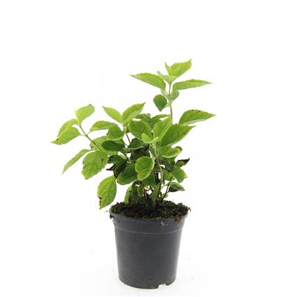 Philadelphus coronarius C1,5 (1,5 liters kruka)