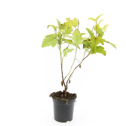 Physocarpus opulifolius &